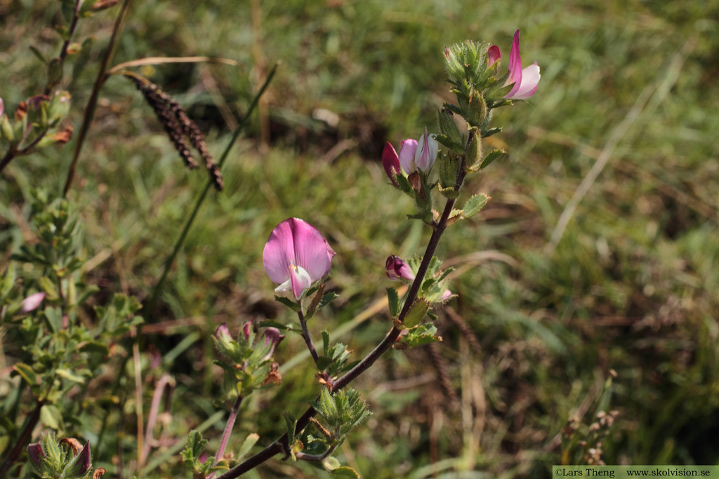 Puktörne, Ononis spinosa ssp. procurrens